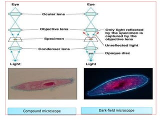 Compound Microscope..pptx