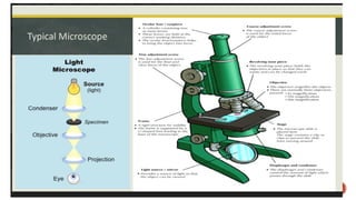 Compound microscope and its working.ppt