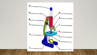 GENERAL BIOLOGY: COMPOUND MICROSCOPE.pptx