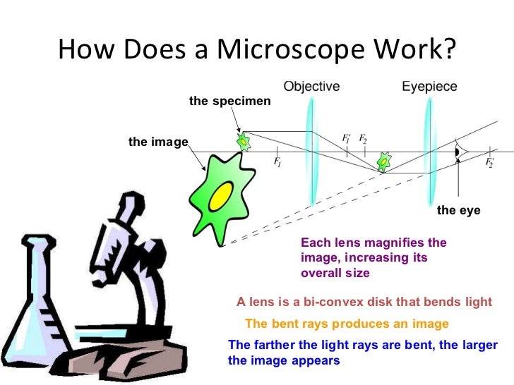 What does a microscope do?