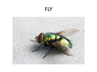 FLY
 