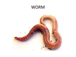 WORM
 