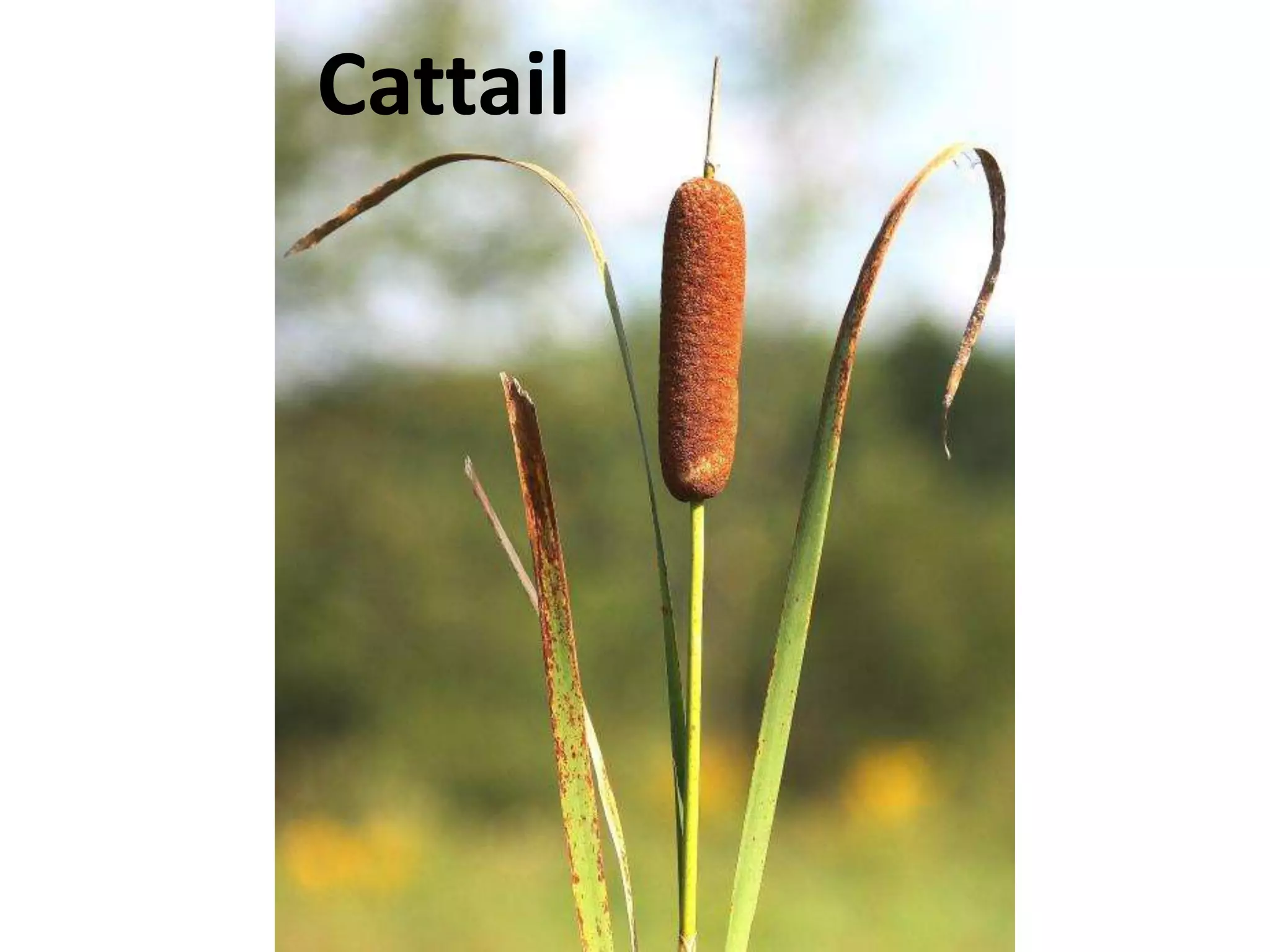 Cattail
