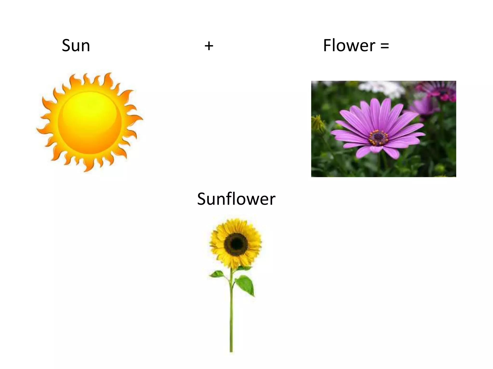 Sun + Flower =
Sunflower