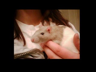 CPSC 150 PechaKucha Presentation