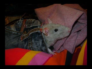 CPSC 150 PechaKucha Presentation