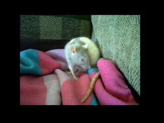 CPSC 150 PechaKucha Presentation