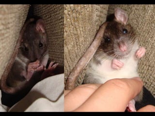 CPSC 150 PechaKucha Presentation