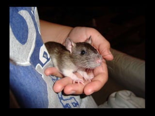 CPSC 150 PechaKucha Presentation