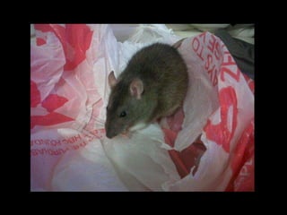 CPSC 150 PechaKucha Presentation