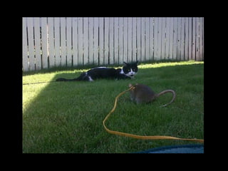 CPSC 150 PechaKucha Presentation