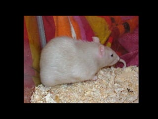 CPSC 150 PechaKucha Presentation