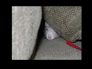 CPSC 150 PechaKucha Presentation