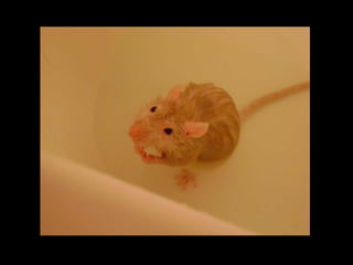 CPSC 150 PechaKucha Presentation