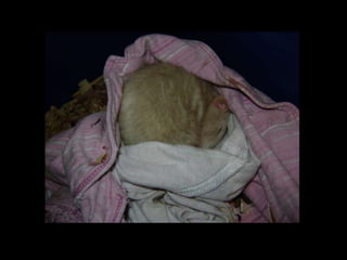 CPSC 150 PechaKucha Presentation