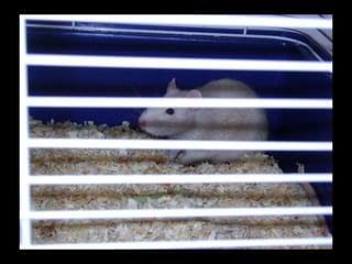 CPSC 150 PechaKucha Presentation