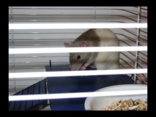 CPSC 150 PechaKucha Presentation