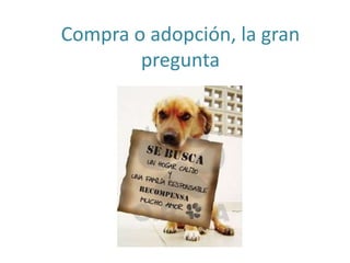 Compra o adopción, la gran
pregunta
 