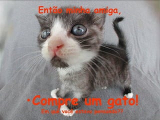 Então minha amiga, Compre um gato! Em quê você estava pensando?? 