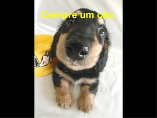 Compre um cão. 