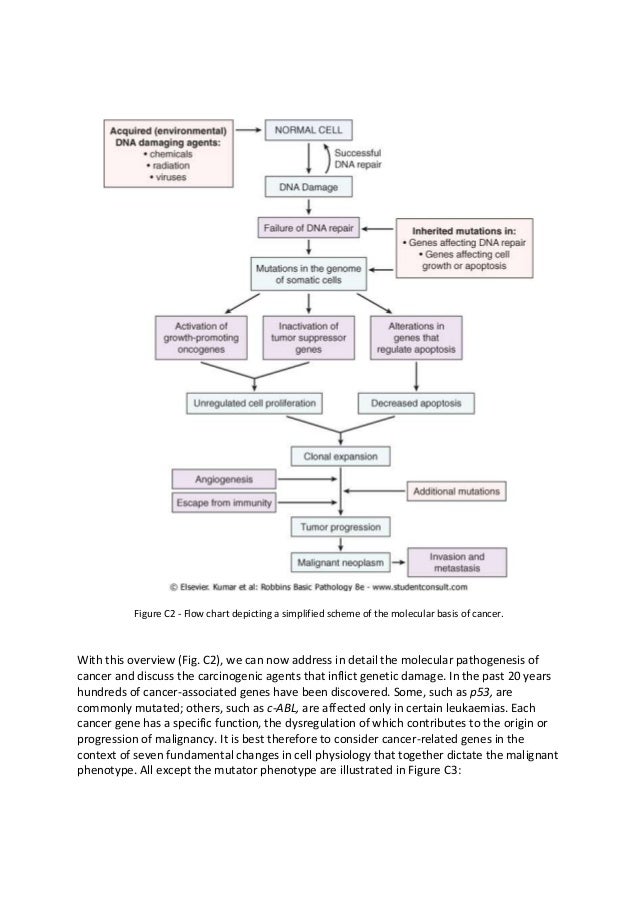 Comprehensive Notes on the Molecular Basis of Cancer dna damage diagram 