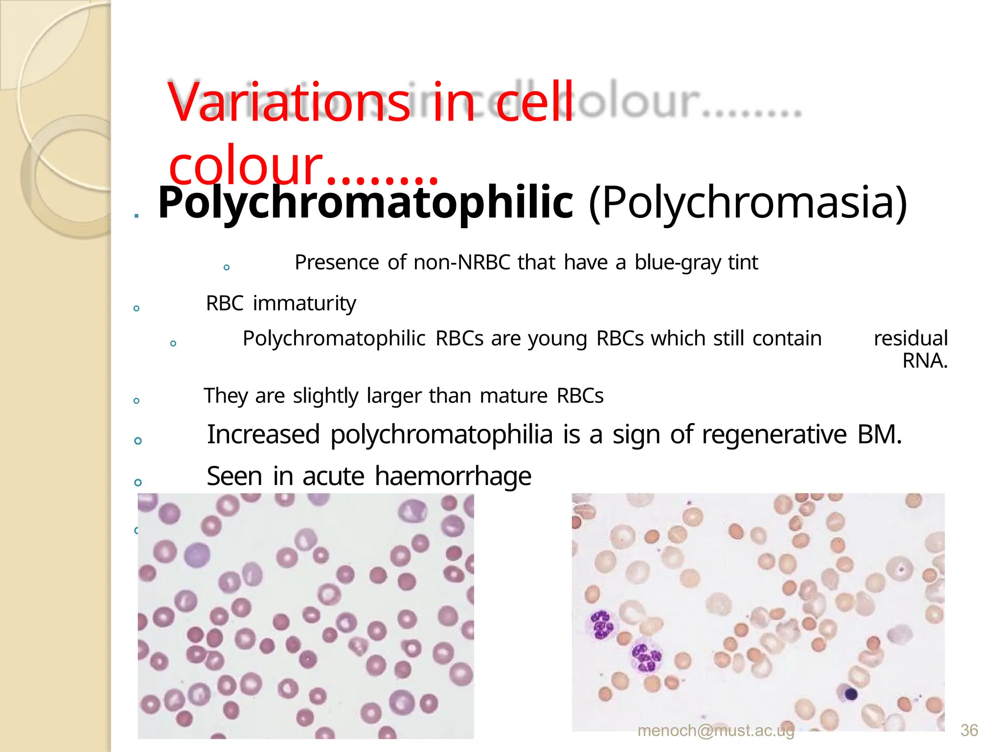 Comprehensive Blood Film Reporting Newest format 2022 Handout LATEST ...