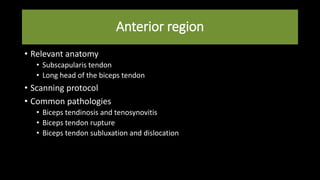 Anterior region
• Relevant anatomy
• Subscapularis tendon
• Long head of the biceps tendon
• Scanning protocol
• Common pathologies
• Biceps tendinosis and tenosynovitis
• Biceps tendon rupture
• Biceps tendon subluxation and dislocation
 