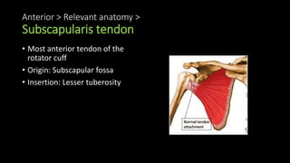 Anterior > Relevant anatomy >
Subscapularis tendon
• Most anterior tendon of the
rotator cuff
• Origin: Subscapular fossa
• Insertion: Lesser tuberosity
 