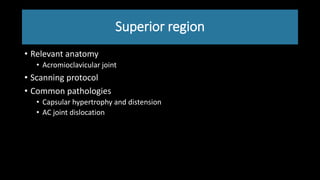 Superior region
• Relevant anatomy
• Acromioclavicular joint
• Scanning protocol
• Common pathologies
• Capsular hypertrophy and distension
• AC joint dislocation
 
