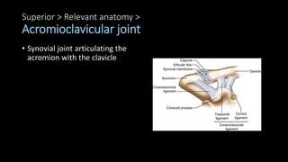 Superior > Relevant anatomy >
Acromioclavicular joint
• Synovial joint articulating the
acromion with the clavicle
 