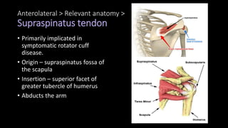 Anterolateral > Relevant anatomy >
Supraspinatus tendon
• Primarily implicated in
symptomatic rotator cuff
disease.
• Origin – supraspinatus fossa of
the scapula
• Insertion – superior facet of
greater tubercle of humerus
• Abducts the arm
 