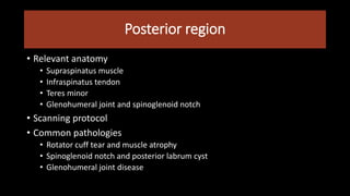 Posterior region
• Relevant anatomy
• Supraspinatus muscle
• Infraspinatus tendon
• Teres minor
• Glenohumeral joint and spinoglenoid notch
• Scanning protocol
• Common pathologies
• Rotator cuff tear and muscle atrophy
• Spinoglenoid notch and posterior labrum cyst
• Glenohumeral joint disease
 