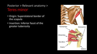 Posterior > Relevant anatomy >
Teres minor
• Origin: Superolateral border of
the scapula
• Insertion: Inferior facet of the
greater tuberosity
 