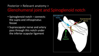 Posterior > Relevant anatomy >
Glenohumeral joint and Spinoglenoid notch
• Spinoglenoid notch – connects
the supra and infraspinatus
fossae
• Suprascapular nerve and artery
pass through this notch under
the inferior scapular ligament
 