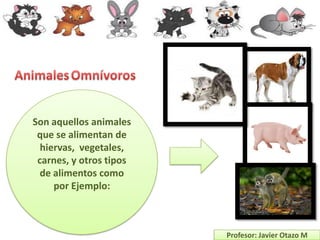 Son aquellos animales
 que se alimentan de
  hiervas, vegetales,
 carnes, y otros tipos
  de alimentos como
     por Ejemplo:



                         Profesor: Javier Otazo M
 
