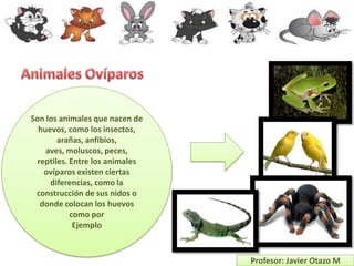 Son los animales que nacen de
  huevos, como los insectos,
        arañas, anfibios,
    aves, moluscos, peces,
  reptiles. Entre los animales
    ovíparos existen ciertas
     diferencias, como la
 construcción de sus nidos o
   donde colocan los huevos
            como por
             Ejemplo



                                 Profesor: Javier Otazo M
 