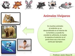 En muchos animales
        el embrión se va
desarrollando en el interior de
    la hembra y cuando ha
crecido lo suficiente, la madre
  lo expulsa al exterior en el
   parto ósea son crías vivas
      como por Ejemplo:




            Profesor: Javier Otazo M
 
