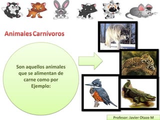 Son aquellos animales
 que se alimentan de
   carne como por
      Ejemplo:




                        Profesor: Javier Otazo M
 