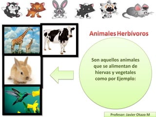 Son aquellos animales
 que se alimentan de
  hiervas y vegetales
  como por Ejemplo:




        Profesor: Javier Otazo M
 