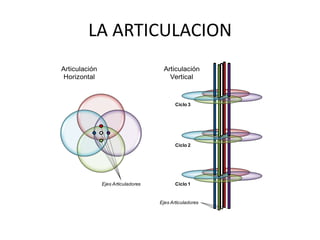 LA ARTICULACION
Ciclo 1
Ciclo 2
Ciclo 3
Articulación
Horizontal
Articulación
Vertical
Ejes Articuladores
Ejes Articuladores
 