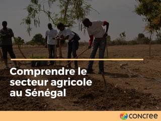 Comprendre le
secteur agricole
au Sénégal
 