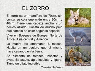 EL ZORRO El zorro es un mamífero de 70cm, sin contar su cola que mide entre 30cm y 40cm. Tiene una cabeza ancha y un hocico afilado. Consta de mucho pelo que cambia de color según la especie. Vive en Bosques de Europa, Norte de África, Asia central y América. La madre los amamanta 6 meses. Habita en un agujero que el mismo hace cavando en la tierra. Se alimenta de ratones, insectos y aves. Es astuto, ágil, inquieto y ligero. Tiene un olfato increíble Tomás Oviedo 