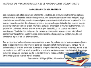 RESPONDE LAS PREGUNTAS DE LA 25 A 30 DE ACUERDO CON EL SIGUIENTE TEXTO 
LAS CUEVAS SE DEBEN PROTEGER 
Las cuevas son objetos naturales altamente sensibles. En el mundo subterráneo aplican 
otras normas diferentes a las de la superficie. Los seres vivos existen en su mayoría bajo 
condiciones tan difíciles, que incluso un ligero empeoramiento los lleva a la extinción. Las 
cuevas necesitan miles de años para crecer y los desechos en éstas tardan mucho más en 
descomponerse que bajo el sol. Múltiples peligros amenazan al mundo subterráneo. Los 
productos químicos tóxicos entran, a veces por descuido, a las cuevas y dañan el 
ecosistema. También, los visitantes de cuevas se comportan a veces como vándalos al 
contaminar las galerías subterráneas, pintarrajeando las paredes y contaminando con 
antorchas a pesar de las prohibiciones. 
Por lo mismo, muchos clubes espeleológicos se ven forzados a cerrar sus cuevas con llaves. 
Esto es especialmente importante para las cuevas hábitat de murciélagos, porque no se 
debe molestar a estos animales durante la temporada de frío, cuando hibernan. Entre el 15 
de noviembre y el 15 de abril se prohíbe la entrada a estas cuevas. Los visitantes de cuevas 
deberían apegarse siempre a esta regla: No llevarte más que fotos y recuerdos. No dejar 
atrás más que las huellas de tus zapatos. 
Tomado de: RöBiger (2004). El cerebro. México: Altea. pp. 38-39 
 