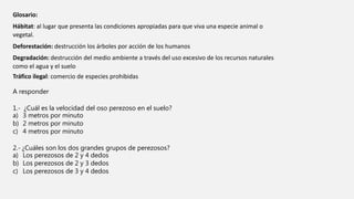 Glosario:
Hábitat: al lugar que presenta las condiciones apropiadas para que viva una especie animal o
vegetal.
Deforestación: destrucción los árboles por acción de los humanos
Degradación: destrucción del medio ambiente a través del uso excesivo de los recursos naturales
como el agua y el suelo
Tráfico ilegal: comercio de especies prohibidas
A responder
1.- ¿Cuál es la velocidad del oso perezoso en el suelo?
a) 3 metros por minuto
b) 2 metros por minuto
c) 4 metros por minuto
2.- ¿Cuáles son los dos grandes grupos de perezosos?
a) Los perezosos de 2 y 4 dedos
b) Los perezosos de 2 y 3 dedos
c) Los perezosos de 3 y 4 dedos
 