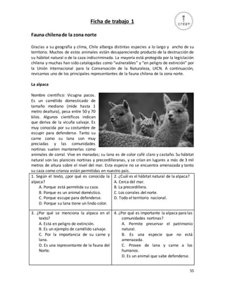 55
Ficha de trabajo 1
Fauna chilenade la zona norte
Gracias a su geografía y clima, Chile alberga distintas especies a lo largo y ancho de su
territorio. Muchos de estos animales están desapareciendo producto de la destrucción de
su hábitat natural o de la caza indiscriminada. La mayoría está protegida por la legislación
chilena y muchas han sido catalogadas como “vulnerables” y “en peligro de extinción” por
la Unión Internacional para la Conservación de la Naturaleza, UICN. A continuación,
revisamos uno de los principales representantes de la fauna chilena de la zona norte.
La alpaca
Nombre científico: Vicugna pacos.
Es un camélido domesticado de
tamaño mediano (mide hasta 1
metro dealtura), pesa entre 50 y 70
kilos. Algunos científicos indican
que deriva de la vicuña salvaje. Es
muy conocida por su costumbre de
escupir para defenderse. Tanto su
carne como su lana son muy
preciadas y las comunidades
nortinas suelen mantenerlas como
animales de corral. Vive en manadas; su lana es de color café claro y castaño. Su hábitat
natural son las planicies nortinas y precordilleranas, y se crían en lugares a más de 3 mil
metros de altura sobre el nivel del mar. Esta especie no se encuentra amenazada y tanto
su caza como crianza están permitidas en nuestro país.
1. Según el texto, ¿por qué es conocida la
alpaca?
A. Porque está permitida su caza.
B. Porque es un animal doméstico.
C. Porque escupe para defenderse.
D. Porque su lana tiene un lindo color.
2. ¿Cuál es el hábitat natural de la alpaca?
A. Cerca del mar.
B. La precordillera.
C. Los corrales del norte.
D. Todo el territorio nacional.
3. ¿Por qué se menciona la alpaca en el
texto?
A. Está en peligro de extinción.
B. Es un ejemplo de camélido salvaje.
C. Por la importancia de su carne y
lana.
D. Es una representante de la fauna del
Norte.
4. ¿Por qué es importante la alpaca para las
comunidades nortinas?
A. Permite preservar el patrimonio
natural.
B. Es una especie que no está
amenazada.
C. Provee de lana y carne a los
humanos.
D. Es un animal que sabe defenderse.
 