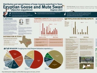 http://betterposters.blogspot.ru/2011/08/critique-geese-and-swans_25.html
 
