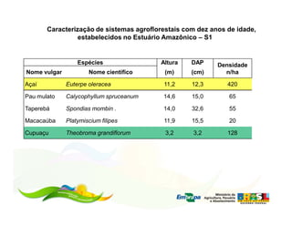 Caracterização de sistemas agroflorestais com dez anos de idade,
                 estabelecidos no Estuário Amazônico – S1


                  Espécies               Altura    DAP     Densidade
Nome vulgar           Nome científico      (m)     (cm)      n/ha

Açaí          Euterpe oleracea            11,2     12,3       420

Pau mulato    Calycophyllum spruceanum    14,6     15,0       65

Taperebá      Spondias mombin .           14,0     32,6       55

Macacaúba     Platymiscium filipes        11,9     15,5       20

Cupuaçu       Theobroma grandiflorum       3,2     3,2        128
 