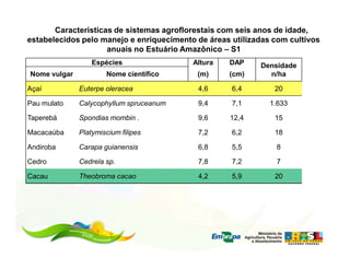 Caracteristicas de sistemas agroflorestais com seis anos de idade,
estabelecidos pelo manejo e enriquecimento de áreas utilizadas com cultivos
                     anuais no Estuário Amazônico – S1
                  Espécies                Altura   DAP     Densidade
Nome vulgar           Nome científico      (m)     (cm)      n/ha

Açaí          Euterpe oleracea             4,6      6,4        20

Pau mulato    Calycophyllum spruceanum     9,4      7,1       1.633

Taperebá      Spondias mombin .            9,6     12,4        15

Macacaúba     Platymiscium filipes         7,2      6,2        18

Andiroba      Carapa guianensis            6,8      5,5        8

Cedro         Cedrela sp.                  7,8      7,2        7

Cacau         Theobroma cacao              4,2      5,9        20
 