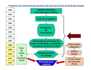 Programa de melhoramento genético de açaí para frutos da Embrapa Amapá

2000                      Seleção fenotípica
                        em populações nativas
2001

2002                      Teste de progênies

2003

2004                         Avaliações
                                  de
2005                         crescimento
2006

2007                  Avaliações de produção de
                    frutos, rendimento e qualidade     Reprodução
2008                  de polpa e período de safra       vegetativa
          Área
2009
           de                                             Plantio
2010     coleta           Seleção genética                isolado
           de                de plantas
2011   sementes
                                                       Pomar clonal
         (ACS)
                            Sementes para              de sementes
2012
                               plantios                    (PCS)
 