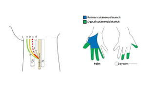 Compressive Neuropathy Chest protocols for the management ofcompression neuropathy.pptx